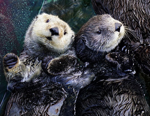 Monterey Bay Aquarium Member Rate in Portola Hotel, monterey california